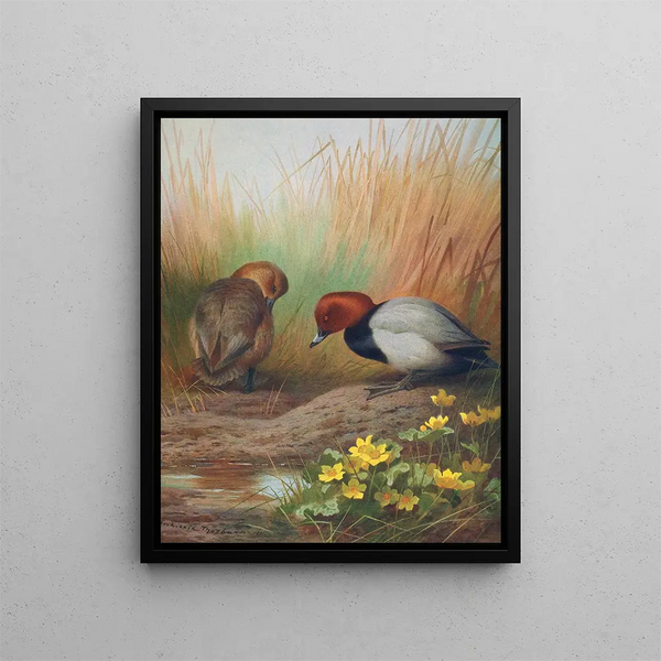 Fuligule milouin - Archibald Thorburn — oprawiony obraz na ścianie