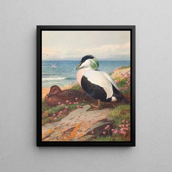 kaczki eider - Archibald Thorburn — oprawiony obraz na ścianie