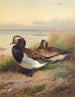 Kaczka lakowa letnia - Archibald Thorburn — widok dzieła