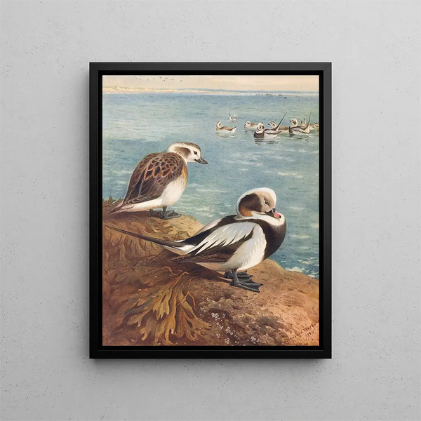 Kaczka lakowa zimowa - Archibald Thorburn — oprawiony obraz na ścianie