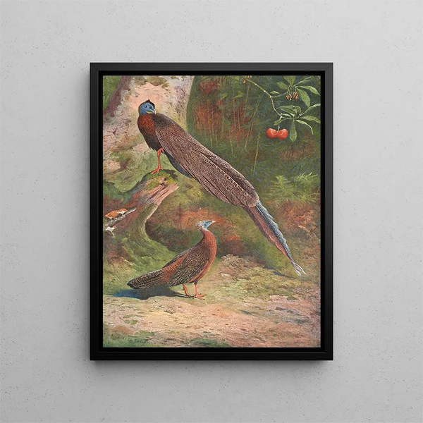 Fasan argus malajski - Archibald Thorburn — oprawiony obraz na ścianie