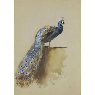 Archibald Thorburn - Peacock.webp