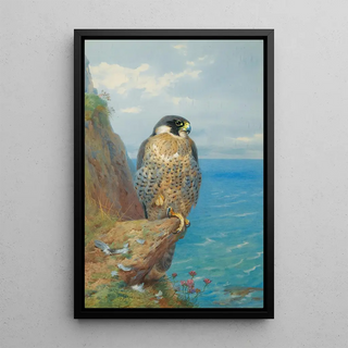 Archibald Thorburn - Peregrine At Auchencairn.webp