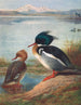 Harle huppé - Archibald Thorburn — widok dzieła
