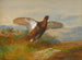 Cietrzew czerwony w locie - Archibald Thorburn — widok dzieła