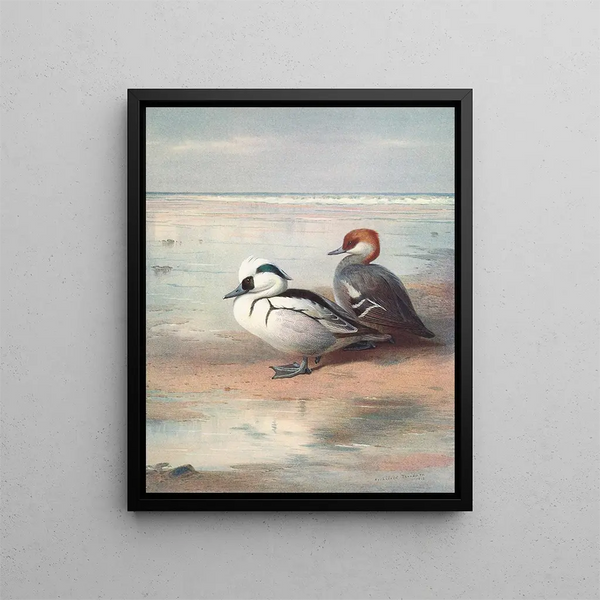 Smew - Archibald Thorburn — oprawiony obraz na ścianie