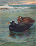 Surf Scoter - Archibald Thorburn — widok dzieła