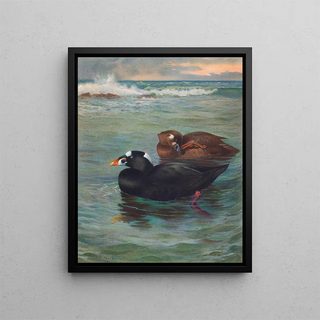 Archibald Thorburn - SurfScoter.webp