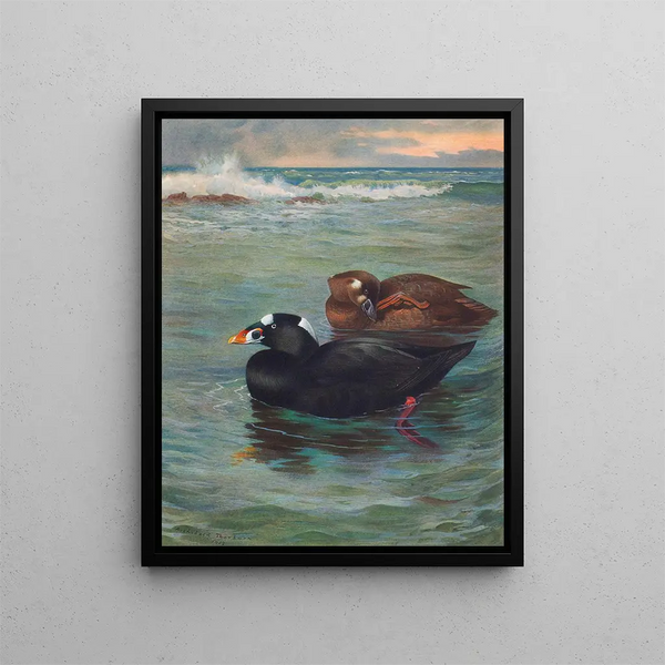 Surf Scoter - Archibald Thorburn — oprawiony obraz na ścianie