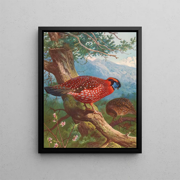 Tragopan de Temmincks - Archibald Thorburn — oprawiony obraz na ścianie