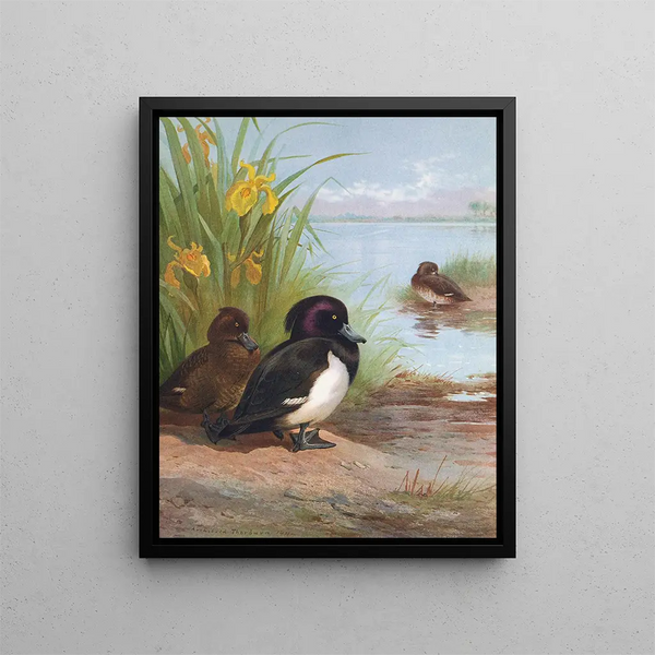 Fuligule morillon - Archibald Thorburn — oprawiony obraz na ścianie