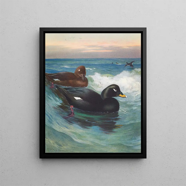Macreuse à velours - Archibald Thorburn — oprawiony obraz na ścianie