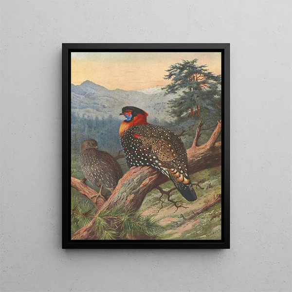 Tragopan occidental - Archibald Thorburn — oprawiony obraz na ścianie