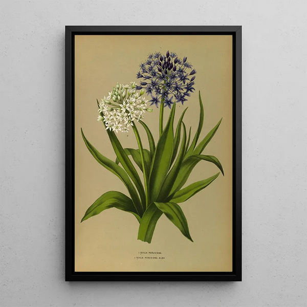 Scilla Peruviana 2 Scilla Peruviana Alba - Arentina Hendrica Arendsen — oprawiony obraz na ścianie