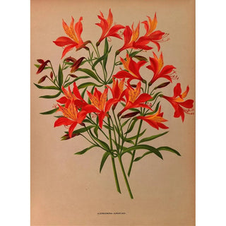 Arentina Hendrica Arendsen - Alstroemeria Aurantiaca.webp