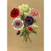 Reprodukcja obrazu Anemone Coronaria Fl Pl Anemony Podwójne - Arentina Hendrica Arendsen