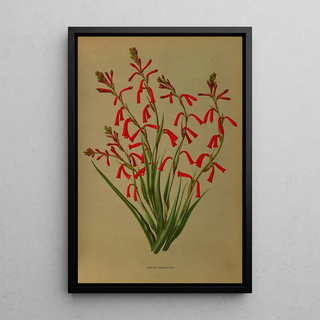 Arentina Hendrica Arendsen - Bravoa Geminiflora.webp