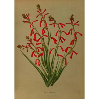 Arentina Hendrica Arendsen - Bravoa Geminiflora.webp