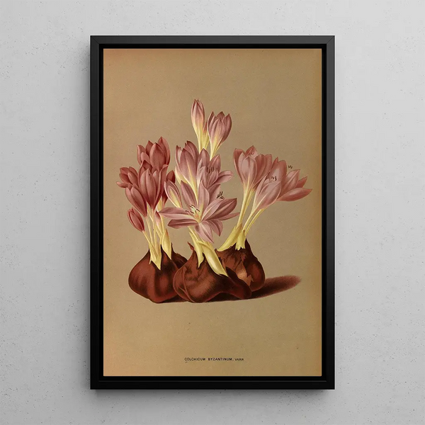 Reprodukcja obrazu Colchicum Byzantinum Varr - Arentina Hendrica Arendsen