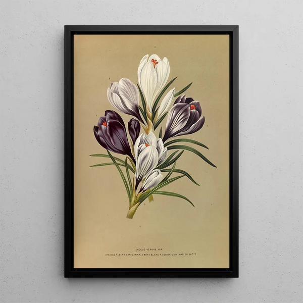 Reprodukcja obrazu Crocus Vernus Var - Arentina Hendrica Arendsen