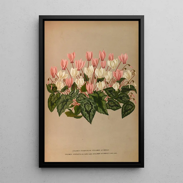 Cyclamen Hederaefolium Cyclamen Autumnale - Arentina Hendrica Arendsen — oprawiony obraz na ścianie