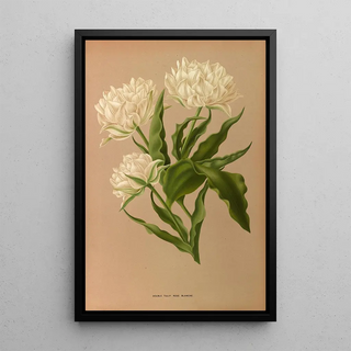 Arentina Hendrica Arendsen - Double Tulip Ros Blanche.webp