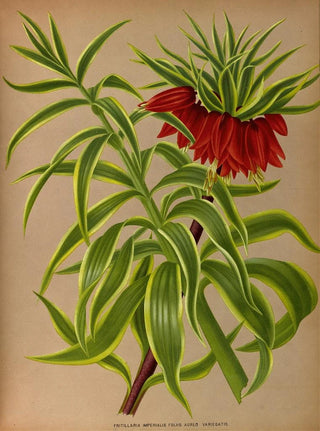 Arentina Hendrica Arendsen - Fritillaria Imperialis Foliis Aureo Variegatis.webp