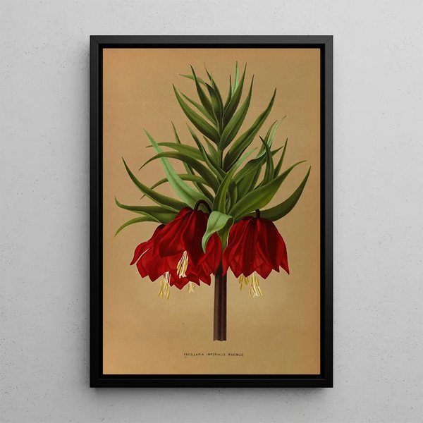 Reprodukcja obrazu Fritillaria Imperialis Maximus - Arentina Hendrica Arendsen