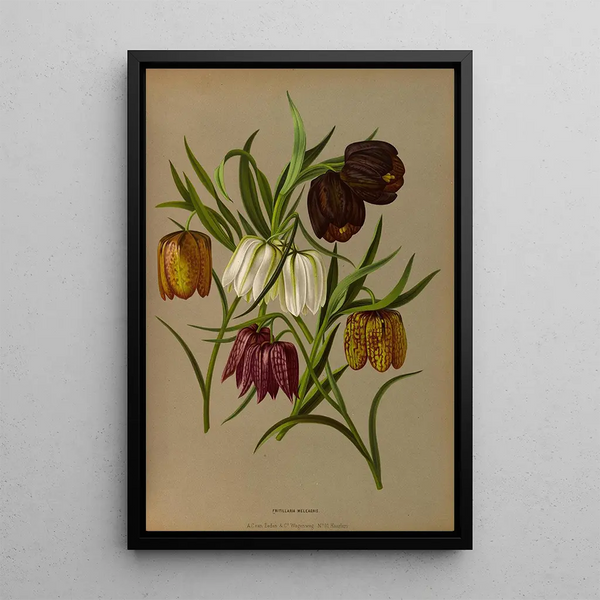 Reprodukcja obrazu Fritillaria Meleagris - Arentina Hendrica Arendsen