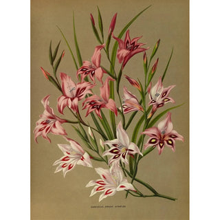 Arentina Hendrica Arendsen - Gladiolus Dwarf Hybrids.webp