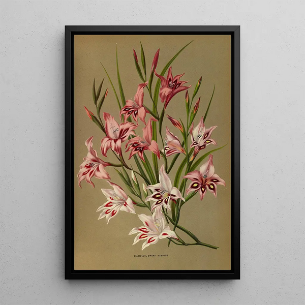 Gladiolus Nains Hybrides - Arentina Hendrica Arendsen — oprawiony obraz na ścianie