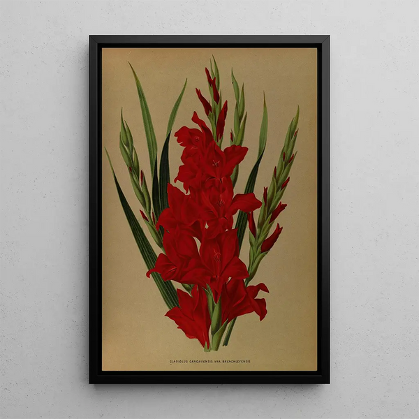 Gladiolus Gandavensis Var Brench Leyensis - Arentina Hendrica Arendsen — oprawiony obraz na ścianie