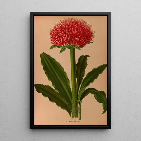 Haemanthus Puniceus - Arentina Hendrica Arendsen — oprawiony obraz na ścianie