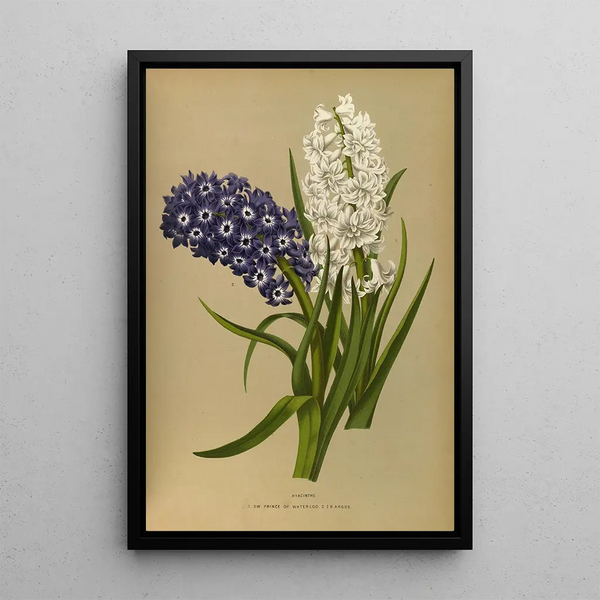 Reprodukcja obrazu Jacinthes 10 - Arentina Hendrica Arendsen