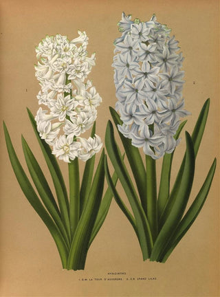 Arentina Hendrica Arendsen - Hyacinths 1DW La Tour Dauvergne 2 SB Grand Lilas.webp