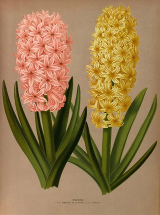 Arentina Hendrica Arendsen - Hyacinths 4.webp
