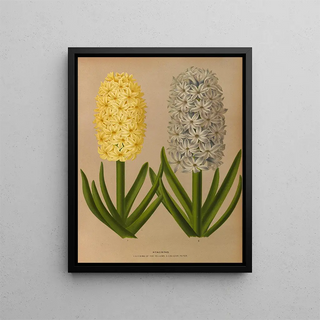 Arentina Hendrica Arendsen - Hyacinths 9.webp