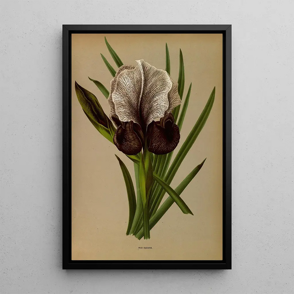 Reprodukcja obrazu Iris Susiana - Arentina Hendrica Arendsen