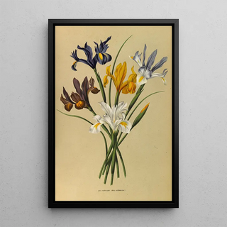 Arentina Hendrica Arendsen - Iris Xiphium Iris Hispanica.webp