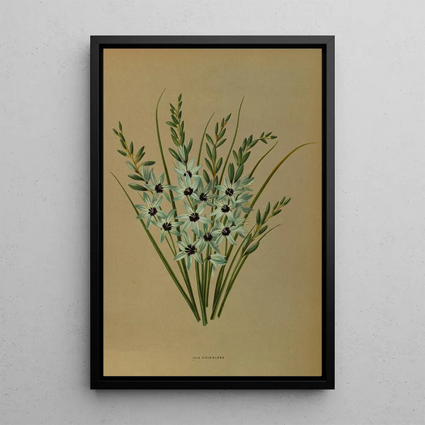 Reprodukcja obrazu Ixia Viridiflora - Arentina Hendrica Arendsen
