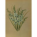 Reprodukcja obrazu Ixia Viridiflora - Arentina Hendrica Arendsen