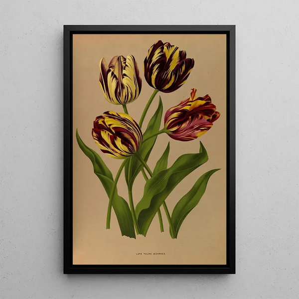 Reprodukcja obrazu Tulipes tardives bizarres - Arentina Hendrica Arendsen