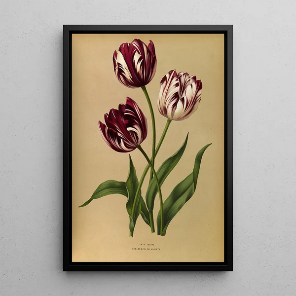 Tulipes tardives - Arentina Hendrica Arendsen — oprawiony obraz na ścianie