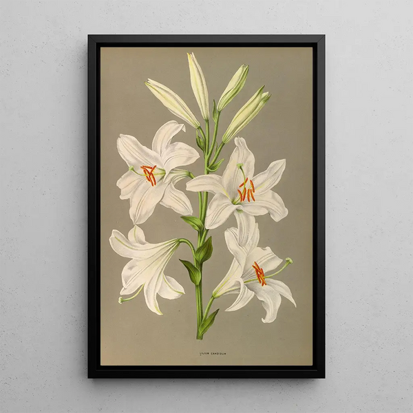 Lys candidum - Arentina Hendrica Arendsen — oprawiony obraz na ścianie