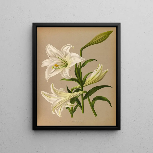 Lys longiflorum - Arentina Hendrica Arendsen — oprawiony obraz na ścianie