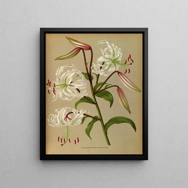 Lilium speciosum album, lancifolium album - Arentina Hendrica Arendsen — oprawiony obraz na ścianie