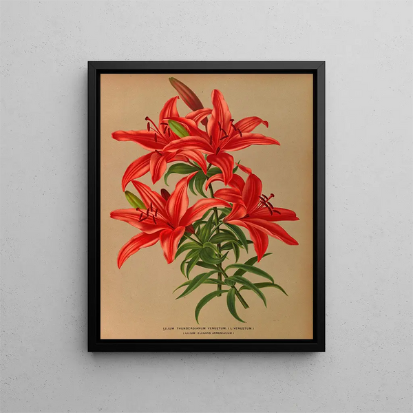 Lilium thunbergianum venustum - Arentina Hendrica Arendsen — oprawiony obraz na ścianie