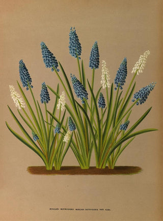 Arentina Hendrica Arendsen - Muscari Botryoides Muscari Botryoides Var Alba.webp