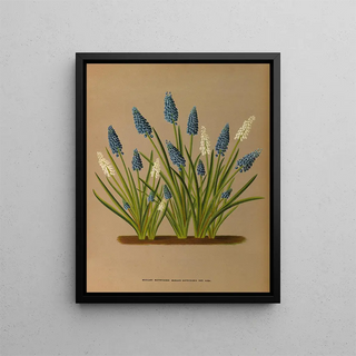 Arentina Hendrica Arendsen - Muscari Botryoides Muscari Botryoides Var Alba.webp