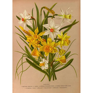 Arentina Hendrica Arendsen - Narcissus 1.webp